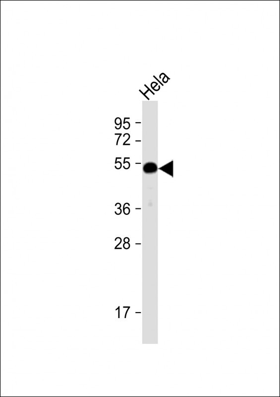 WB - HtrA1 Antibody (N-term) AP1331A