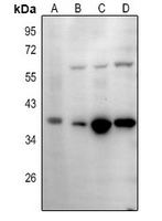 WB - Anti-IgA1/2 Antibody AP54087