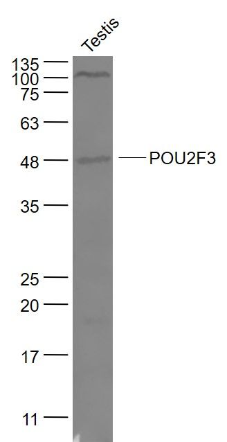 WB - POU2F3 Polyclonal Antibody AP57840