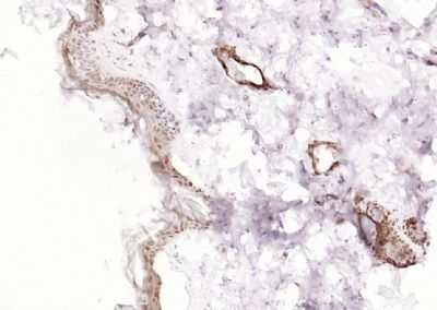 IHC-P - POU2F3 Polyclonal Antibody AP57840