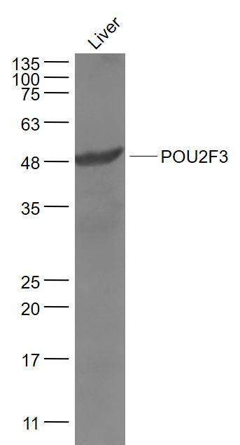 WB - POU2F3 Polyclonal Antibody AP57840