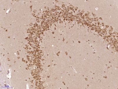 IHC-P - PAPD4 Polyclonal Antibody AP57855