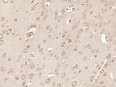 IHC-P - PAPD4 Polyclonal Antibody AP57855