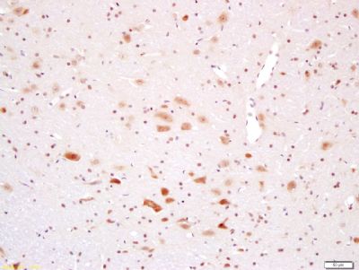 IHC-P - PAPOLB Polyclonal Antibody AP58255