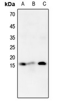 WB - Anti-Histone H4 (MonoMethyl-K16) Antibody AP61437