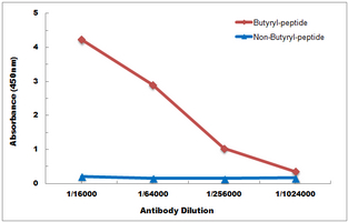 E - Anti-Histone H2B (Butyryl-K12) Antibody AP61495