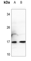 WB - Anti-Histone H3 (MonoMethyl K26) Antibody AP61497