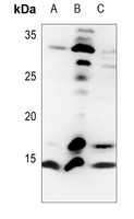 WB - Anti-Histone H4 (TriMethyl-K20) Antibody AP61500