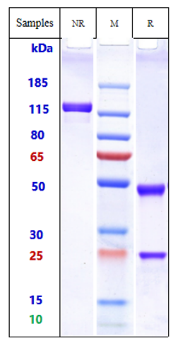  - Anti-IgE Reference Antibody (omalizumab) APR10432