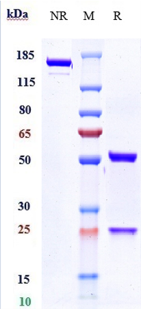  - Anti-IL-6Ra / CD126 Reference Antibody (tocilizumab) APR10735