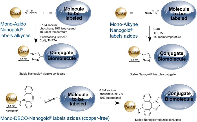 Nanogold® Click labeling reactions