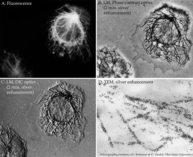 [FluoroNanogold labeling of Microtubules by fluorescent, light and electron microscopy] (302k)