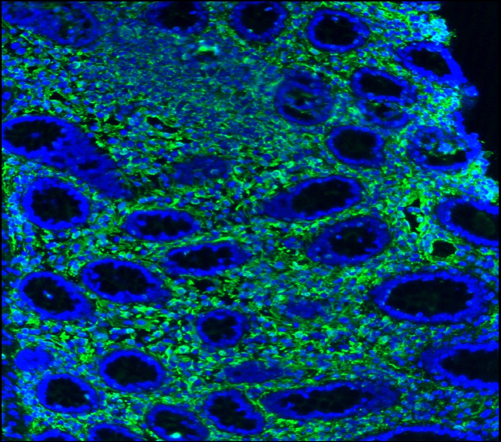 Figure 4. Immunohistochemistry on frozen section of swine colon showing positive staining in connective tissue cells and no reactivity in epithelial cells. Nuclear staning with DAPI.