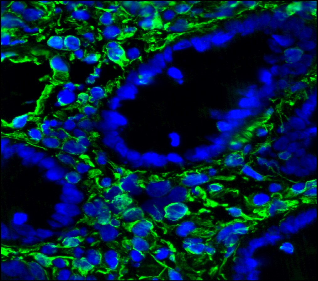 Figure 5. Immunohistochemistry on frozen section of swine colon showing positive staining in connective tissue cells and no reactivity in epithelial cells. Nuclear staning with DAPI.