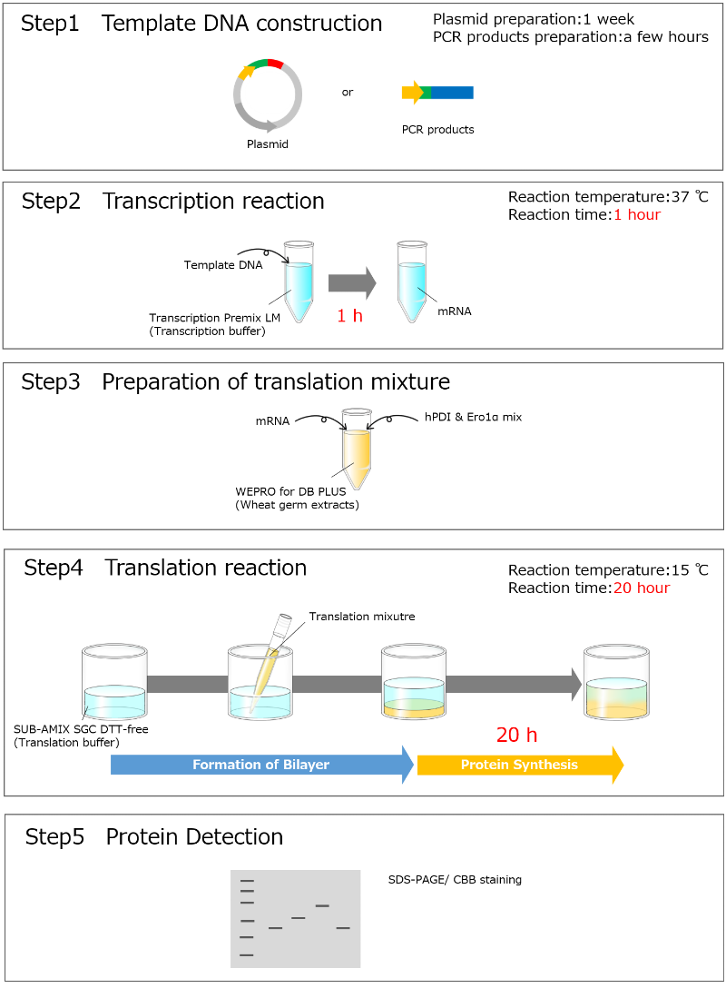 Disulfide Bond PLUS Expression Kit img 4 en