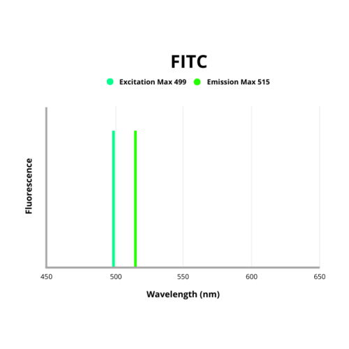 Leucine-rich repeat-containing G-protein coupled receptor 5 (LGR5) Antibody (FITC)