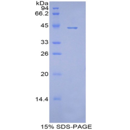 SDS-PAGE analysis of Pig Apolipoprotein A4 Protein.