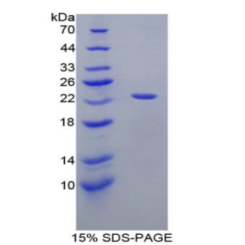 SDS-PAGE analysis of recombinant Human Apolipoprotein E Protein.