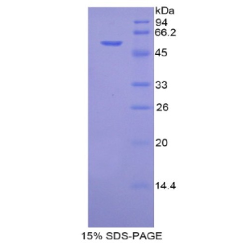 SDS-PAGE analysis of Mouse Fusion Protein.