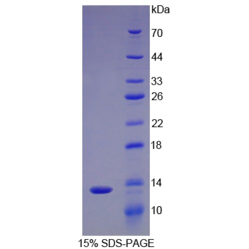 SDS-PAGE analysis of Pig Interleukin 8 Protein.