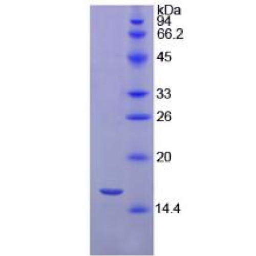 SDS-PAGE analysis of Pig Interleukin 4 Protein.