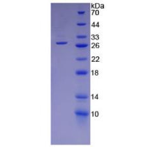 SDS-PAGE analysis of Mouse Protease, Serine 2 Protein.