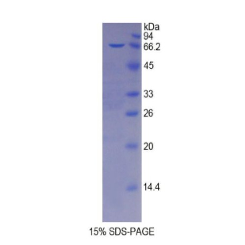 SDS-PAGE analysis of Mouse Protease, Serine 8 Protein.