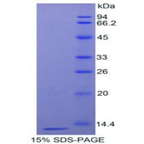 SDS-PAGE analysis of Pig Protectin Protein.