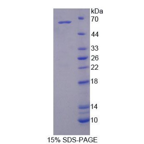 SDS-PAGE analysis of Rat gp130 Protein.