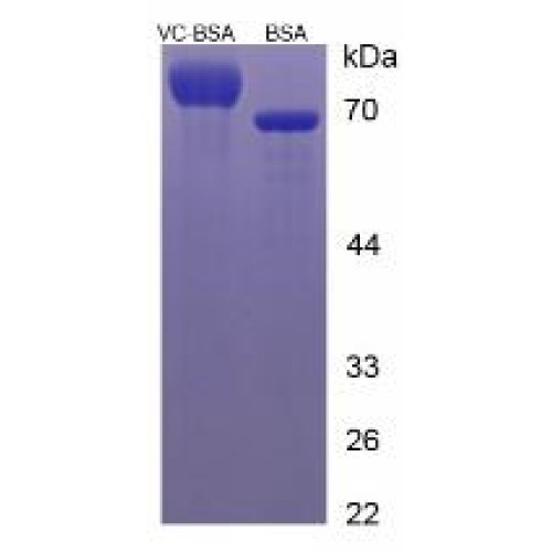 SDS-PAGE analysis of Vitamin C (BSA).