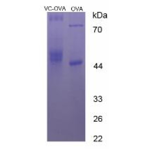 SDS-PAGE analysis of Vitamin C (OVA).