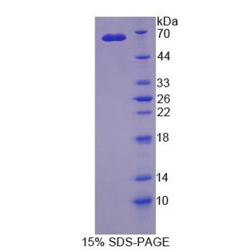 SDS-PAGE analysis of Cytokine Receptor Like Factor 1 Protein.