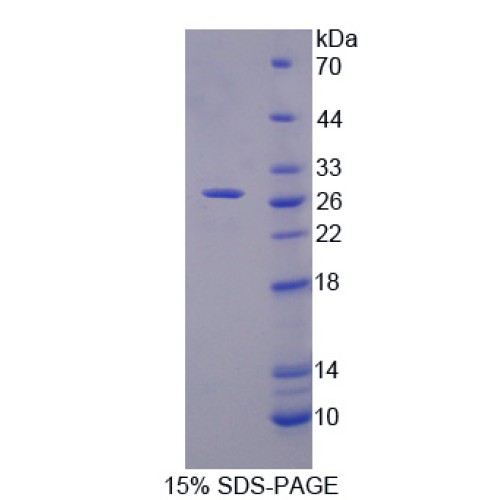 SDS-PAGE analysis of Midline 1 Protein.