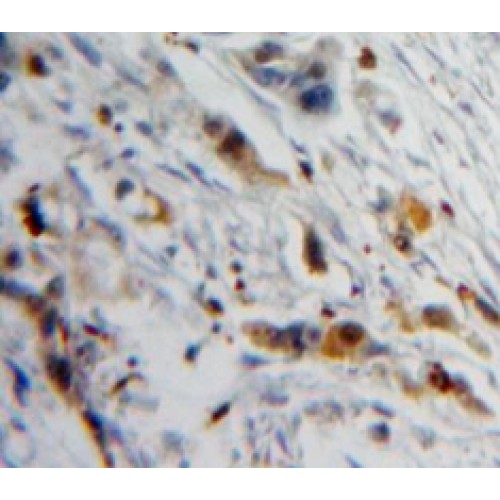 Prolactin Induced Protein (PIP) Antibody