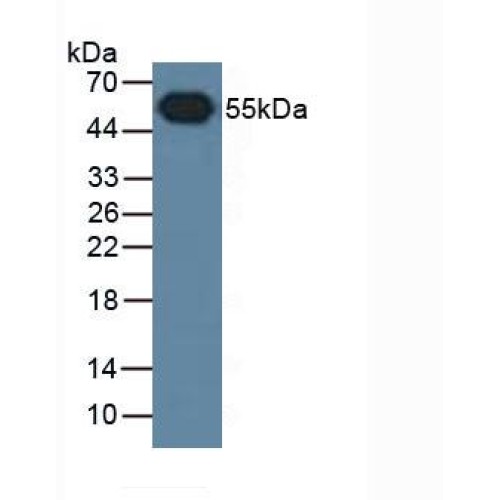 Western blot analysis of Rabbit Serum, using HRP-conjugated Goat Anti-Rabbit secondary antibody (1/4000 dilution).