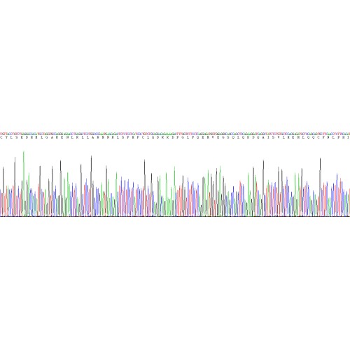 Cow Interferon Tau (IFNt) Protein