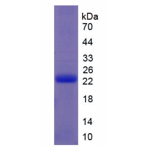 SDS-PAGE analysis of recombinant Cow IFNt Protein.