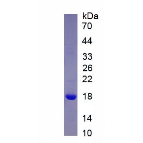 SDS-PAGE analysis of recombinant Mouse Nodal Homolog (NODAL) Protein.