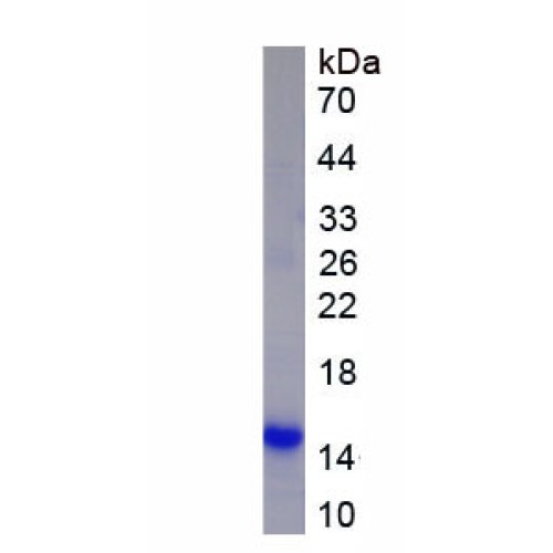 SDS-PAGE analysis of recombinant Mouse Small Proline-Rich Protein 2A1 Protein.