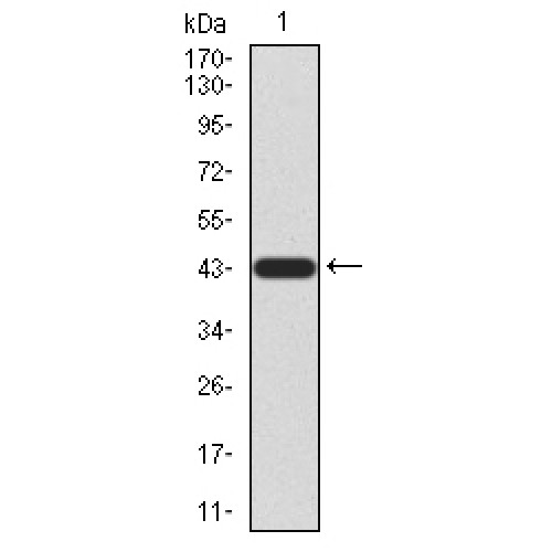 Leucine-Rich Repeat-Containing G-Protein Coupled Receptor 5 (LGR5) Antibody