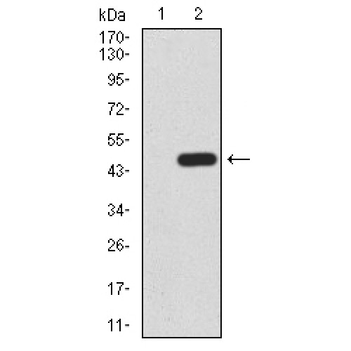 Leucine-Rich Repeat-Containing G-Protein Coupled Receptor 5 (LGR5) Antibody