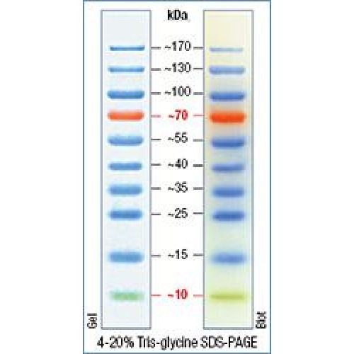 10-170 kDa Protein Marker (Stained)