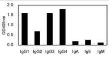 Detection of human immunoglobulin classes and sub-classes by ELISA using Anti-human IgG (KT47) Antibody (Cat. No. 254532).