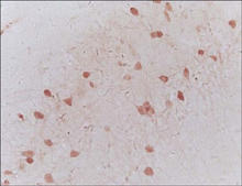 Galanin staining of mouse brain. Mouse brain frozen section is stained with Galanin Antibody (Cat. No. 250657) used at 1:200 dilution.