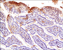 Secretory IgA (sIgA) staining in rat intestine. Paraffin-embedded rat intestine is stained with Rat IgA Antibody (Cat. No. 250842) used at 1:200 dilution.