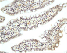 Paraffin-embedded rat small intestine is stained with IL-17 Antibody (Cat. No. 251552) used at 1:200 dilution.