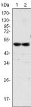 Western blot analysis using the Anti-human IgG (4D2D) Antibody (Cat. No. 252595) with human serum (lane 1) and plasma (lane 2).