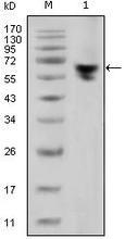 Western blot analysis using Anti-human IgG-Fc (2E4) Antibody (Cat. No. 252877) against human serum.