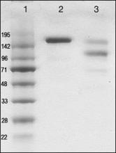 Quality control of human IgE preparation from hybridoma (lane 2) vs. IgE sample purified from myeloma patient serum (lane 3). MW markers are shown in lane 1.