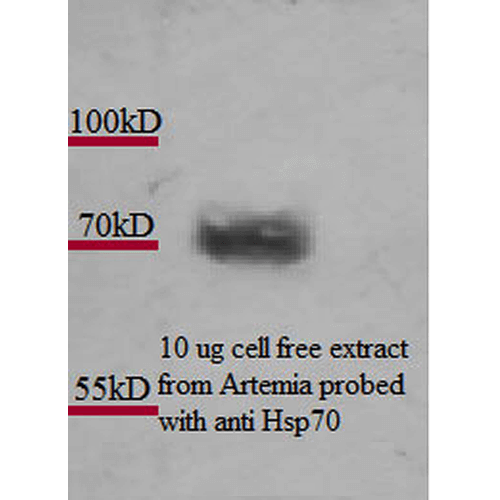 Anti-HSP70 Monoclonal Antibody (Clone : 3A3) - ATTO 390